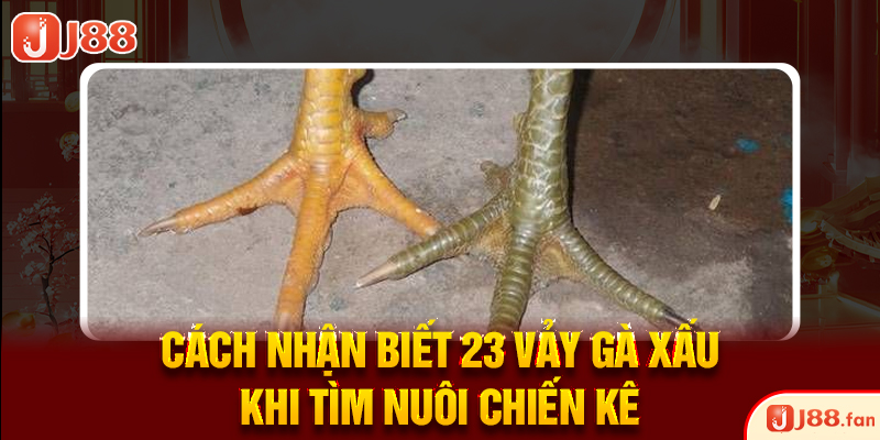 Cách nhận biết 23 vảy gà xấu khi tìm nuôi chiến kê